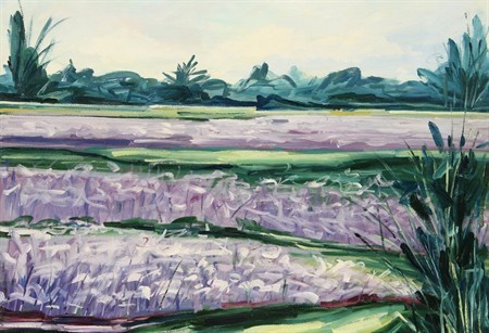 Distesa di Lavanda 