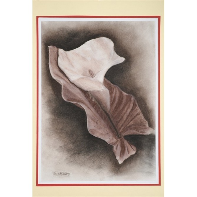 Calla