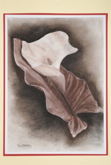 Calla 